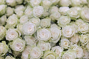 isolated close-up of a huge bouquet of white roses. Many white roses as a floral background