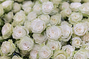 Isolated close-up of a huge bouquet of white roses. Many white roses as a floral background