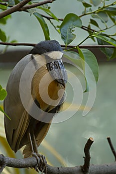 Isolated close up image of a boat billed heron Cochlearius cochlearius