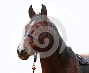 An isolated close up image of the purebred horse against white background