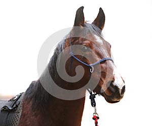 An isolated close up image of the purebred horse against white background