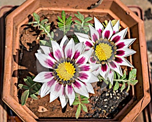 Isolated, close-up image of two white and pink Gazania flower in a squarish pot with yellow center
