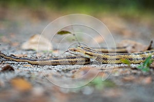 Isolated close up portrait of eastern yellow ratsnake