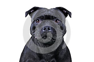 Isolated close-up portrait of Staffordshire Bull terrier breed dog of black color on empty white background.