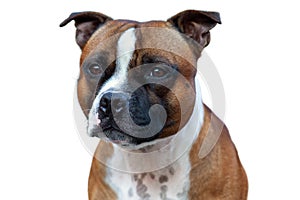 Isolated close-up portrait of Staffordshire Bull terrier breed dog of red and white color on empty background.
