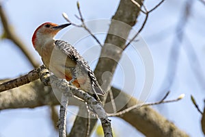 Isolated Close Up Red-Bellied Woodpecker Southwestern Ontario