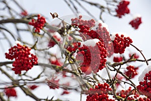 Isolated close-up of red rowan on the branches covered with hoarfrost against the blue sky in a winter sunny day
