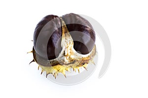 Isolated close-up of ripe shiny inshell horse chestnut on white background