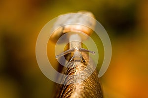 Isolated close-up shot of a small snail slowly making its way across a single green stem