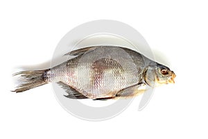 Isolated close up top view single dried salted bream fish on a white background