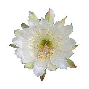 Isolated close up white flower on white background, Echinopsis cactus