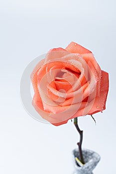 Isolated closed up orange rose on white background. Gift and Valentines day concept