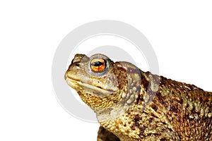 Isolated closeup of brown common toad