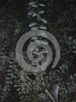 Isolated Closeup of a fern Stem