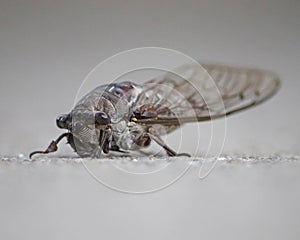 Isolated closeup of a large Florida Cicada Cicadoidea bug