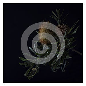 Isolated closeup shot of Banksia plants on black background