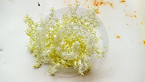 Isolated closeup shot of a white Elder flower on a white background