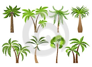 Isolated coconut palm trees