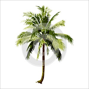 Isolated coconut tree. vector logo design. natural plant