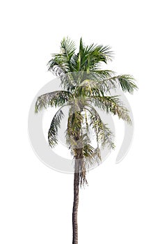 Isolated coconut tree on white background Low-cost coconut trees are the economic crops of Thailand,