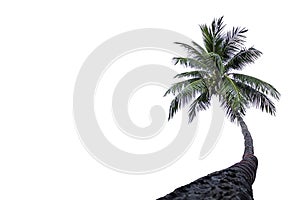 Isolated coconut trees on a white background with clipping path