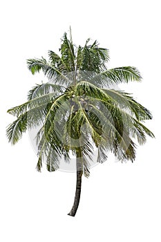 Isolated coconut trees on a white background with clipping path