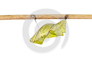 Isolated cocoon of common birdwing butterfly on white