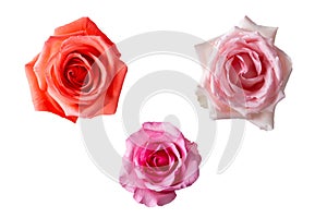 isolated collection of fresh bloom roses