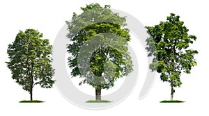Isolated collection high quality tree on white background