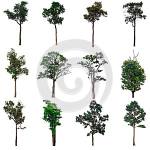 Isolated collection of trees.