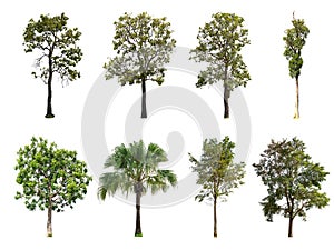 Isolated collection trees on white background