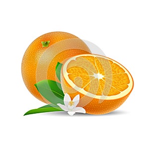 Isolated colored group of orange, half and whole juicy fruit with white flower, green leaf and shadow on white background. Realist
