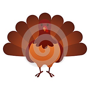 Isolated colored turkey autumn animal icon Vector photo