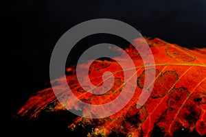 Isolated colorful autumn leaf close up macro view