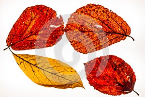 Isolated colorful autumn leafes on a lightbox - 3