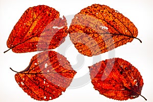 Isolated colorful autumn leafes on a lightbox - 4