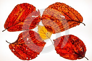 Isolated colorful autumn leafes on a lightbox - 5