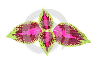 Isolated colorful Coleus scutellarioides leaves in white background