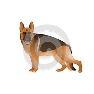 Isolated colorful happy standing german shepherd on white background. Color flat cartoon breed dog