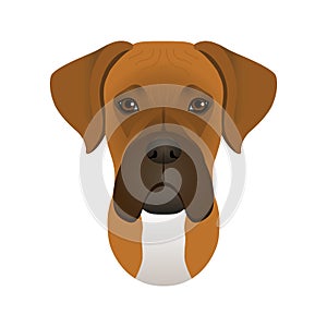 Isolated colorful head and face of german boxer on white background. Line color flat cartoon breed dog portrait.