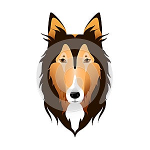 Isolated colorful head and face of scottish shepherd, collie, sheltie, sheepdog on white background. Line color flat cartoon breed