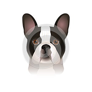 Isolated colorful head of spotty french bulldog on white background. Flat cartoon breed dog portrait.
