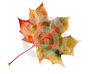Isolated colorful maple leaf