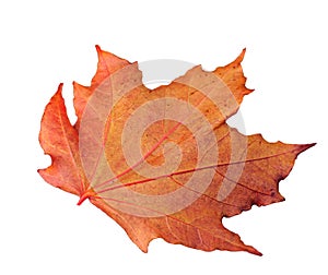 Isolated colorful maple leaf on white background.