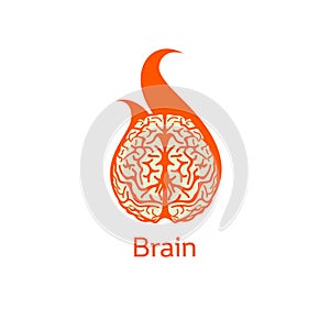 Isolated colorful vector brains. Medical logo.Scientifical logo. Orange neurobiology emblem. Intelligence image. Human photo