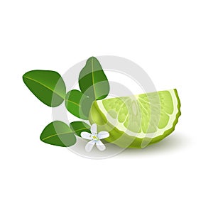 Isolated colorfull green slice of juicy bergamot, kaffir lime with green leaves, white flower and shadow on white background. Real