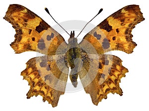 Isolated Comma butterfly