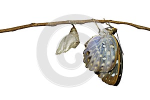 Isolated Common Archduke butterfly emerging from chrysalis Lex photo