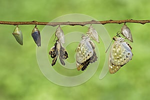 Isolated Common Archduke buttterfly emerged from chrysalis Lex