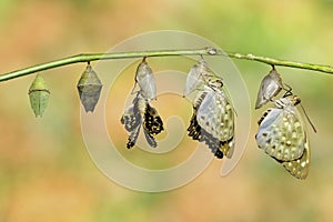 Isolated Common Archduke buttterfly emerged from chrysalis Lex